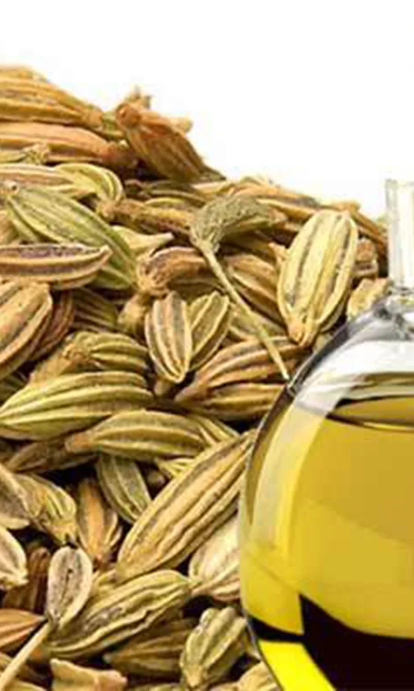 طرز تهیه اسانس رازیانه
